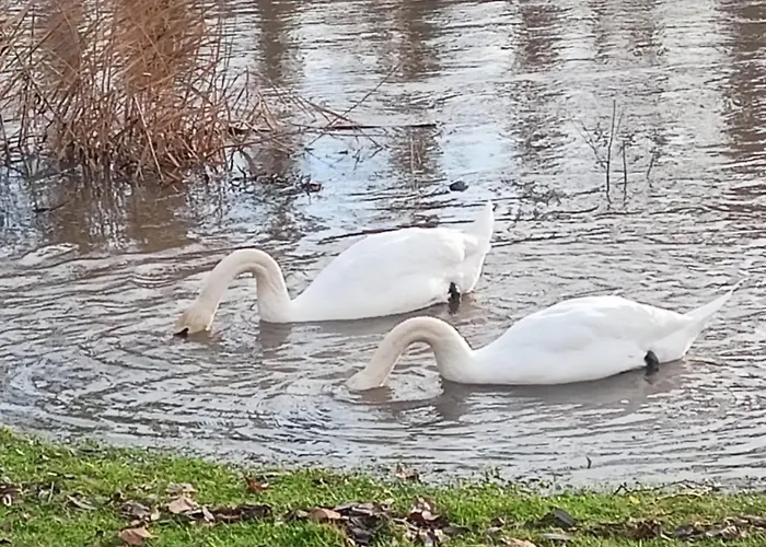 Main Idyll